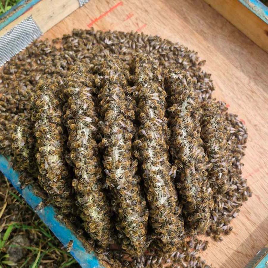 Organic varroa mite treatment via oxalic acid vaporization — a practice requiring considerable time and monitoring of effectiveness, as it must be repeated every three days during application.