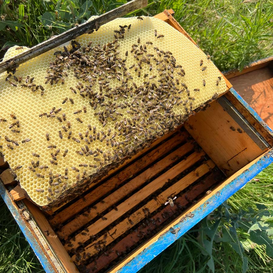 Natural reproduction and colony multiplication through queen cell grafting, within our apiary.