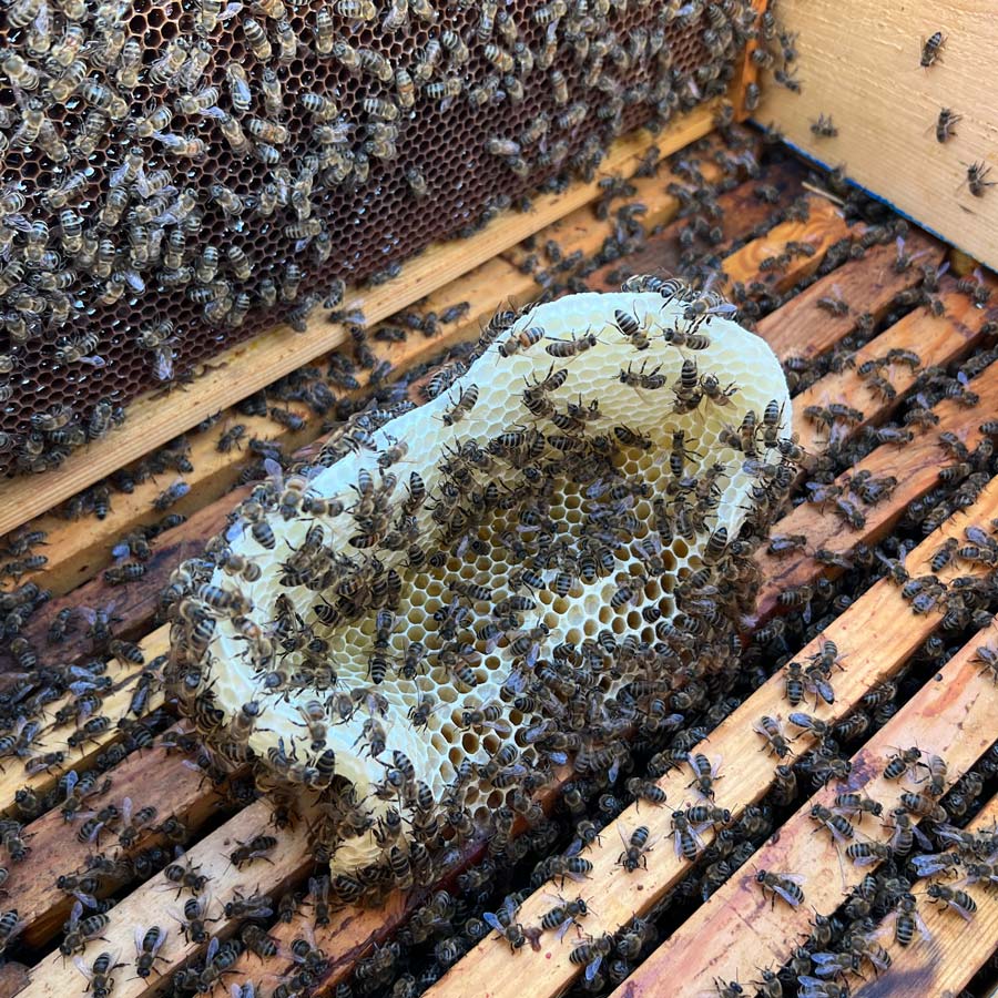 Oxalic acid vaporization before winter and "tightening of the colonies" by removing frames.