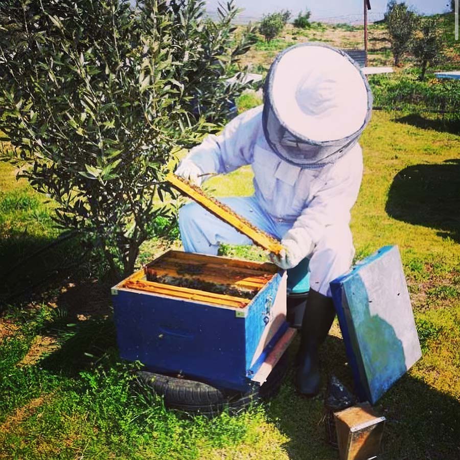 Apiary site on Mount Elatia, within Greece's largest forest, at an altitude of 1,600 m.
